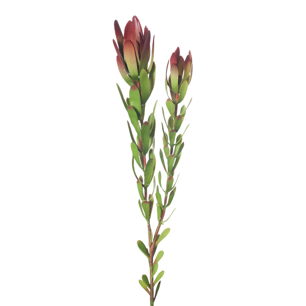 Premium Protea Leucadendron (Burgundy) - Exotic Dried Flower for Home Decor, Wedding Bouquets & Floral Arrangements