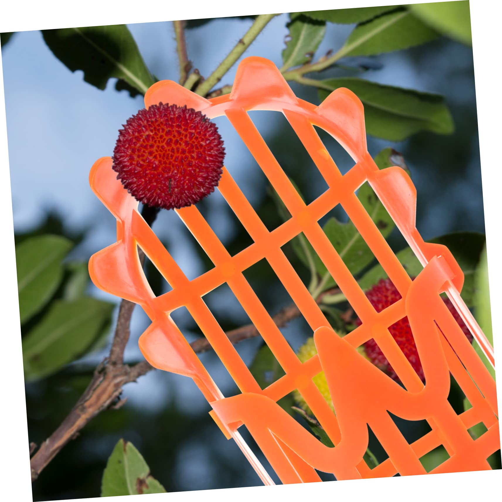 2-Pack Plastic Fruit Picker Tool - Lightweight Orchard Harvesting Basket for Jujube, Persimmon, Mango & More - Easy Reach Fruit Collector for Home Garden, Farm & Backyard Harvesting