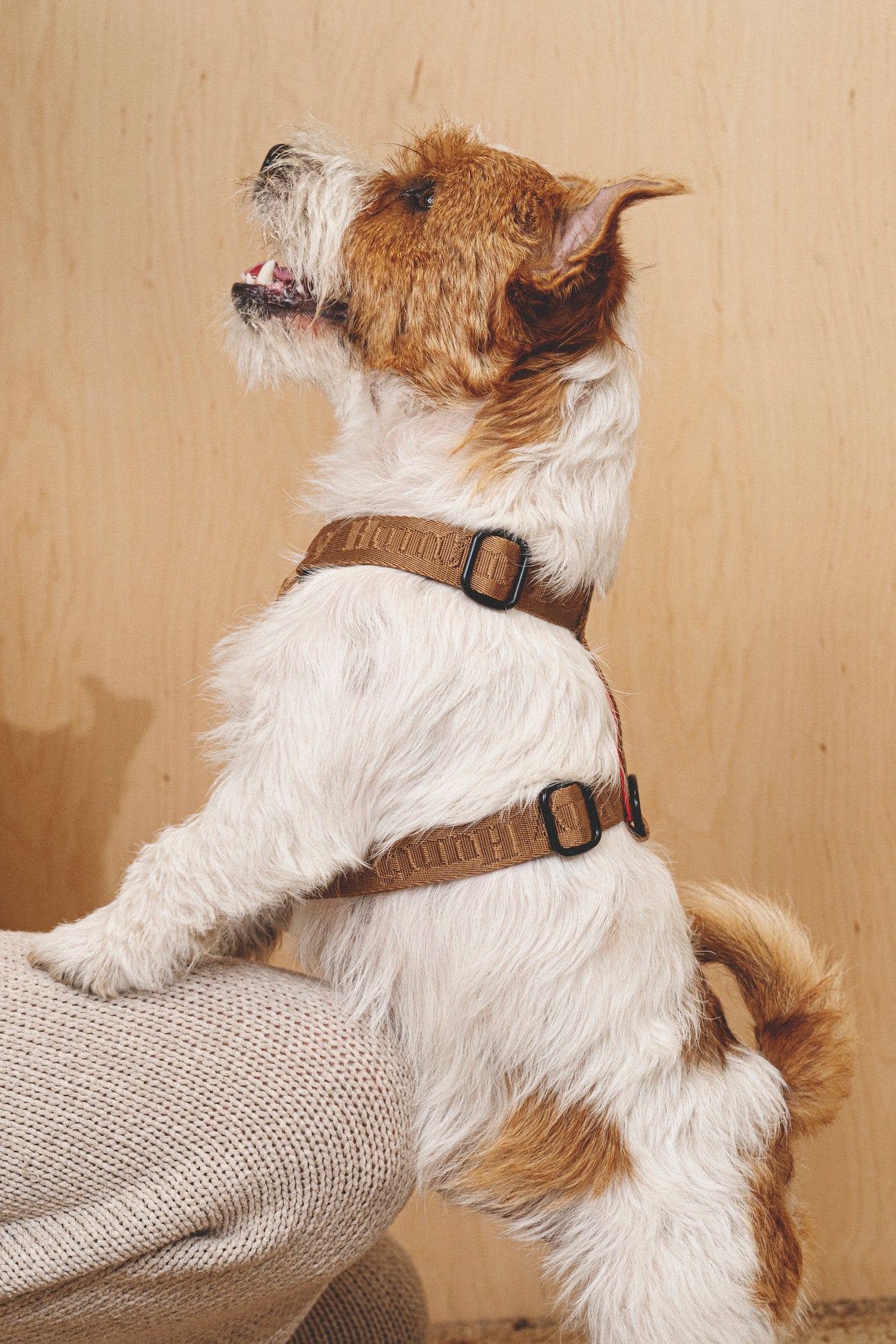 **Comfy Walk Kit for Dogs - Adjustable Harness & Leash Set in Ginger - Perfect for Walking, Training, and Outdoor Adventures**