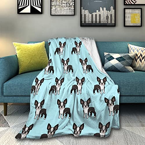 Cute Boston Terrier
