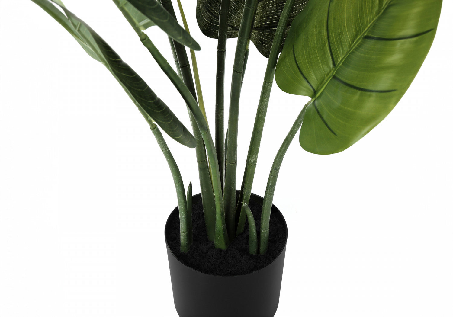37 Aureum Pothos Plant in 5 Black Pots - Low Light Indoor Houseplant for Home, Office, or Bathroom Decor
