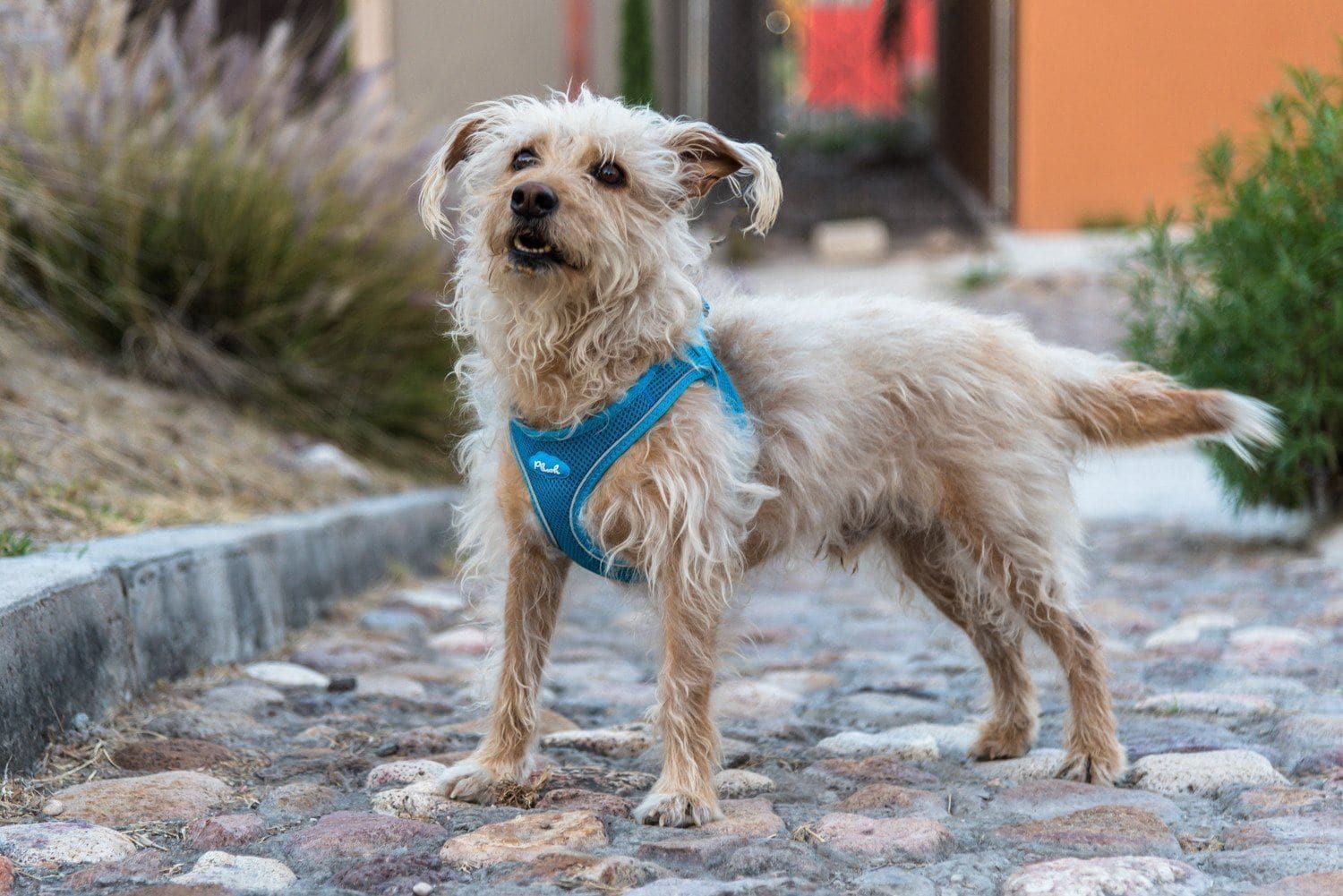 Red Air Mesh Dog Harness Vest - Soft Plush Padding for Small & Medium Dogs - Perfect for Walking, Hiking & Outdoor Adventures