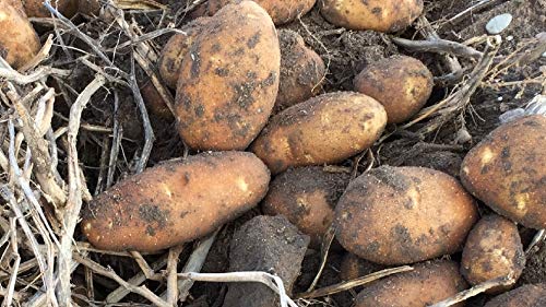 Simply Seed™ - Russet Burbank Seed Potatoes - 5 LBS - Non-GMO, Naturally Grown for Fall Planting - Perfect for Home Gardens, Farms & Sustainable Agriculture