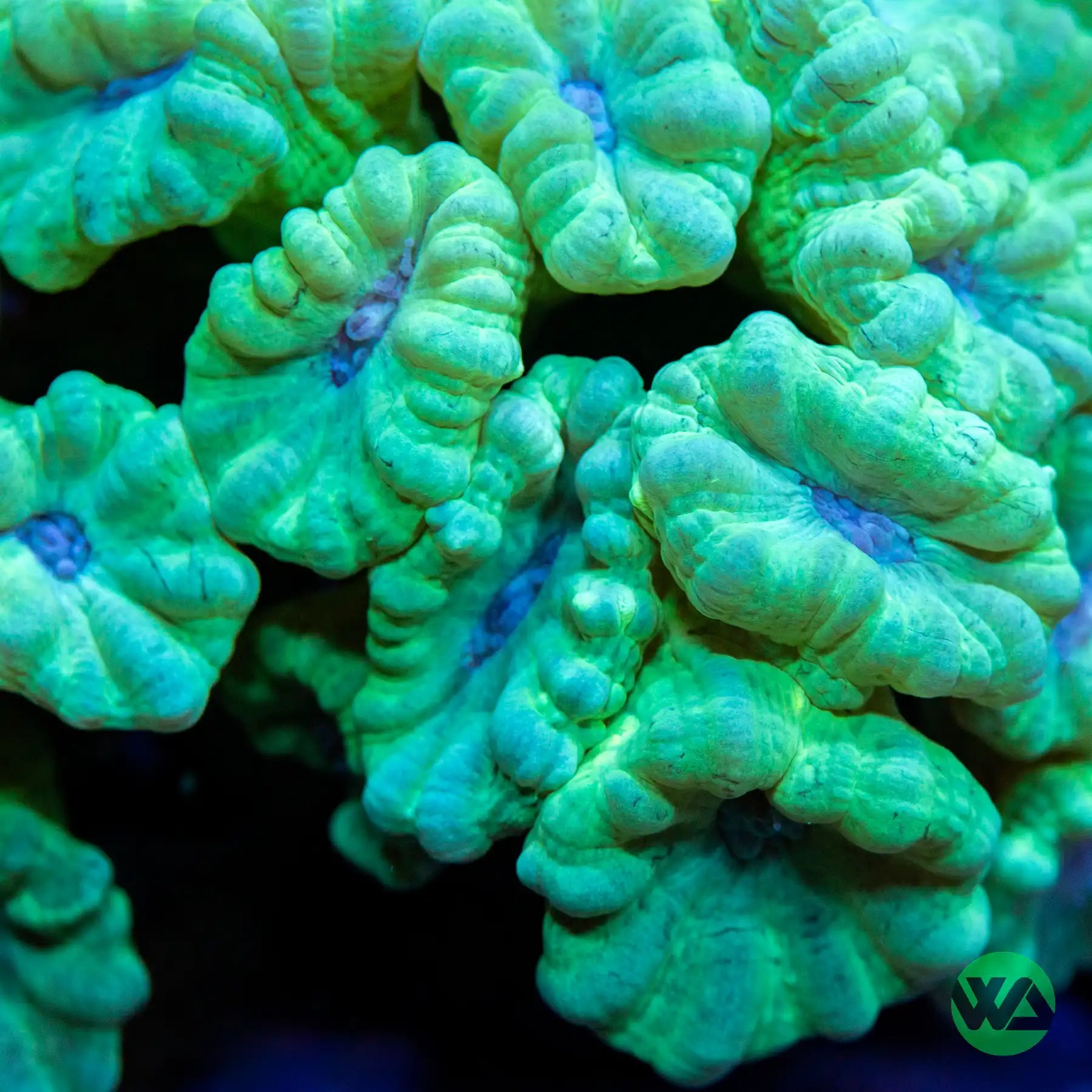 Green Trumpet Coral for Saltwater Aquariums - Vibrant Live Coral for Reef Tanks & Marine Aquascaping