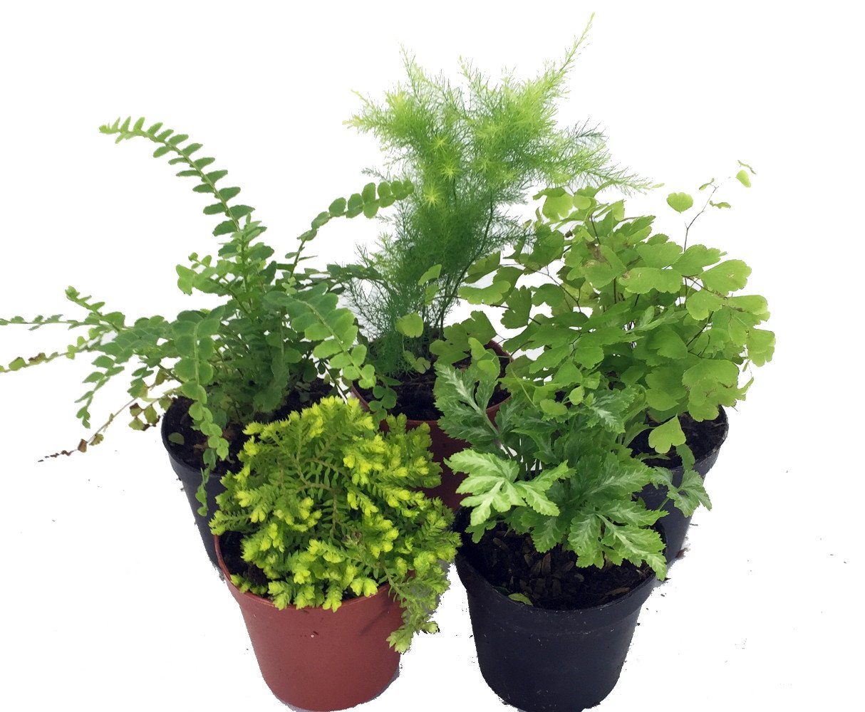 Hirt's Complete Terrarium Kit - 5 Live Terrarium Plants & 5 Ferns for Indoor Gardens, DIY Home Decor, Office Desk Decorations