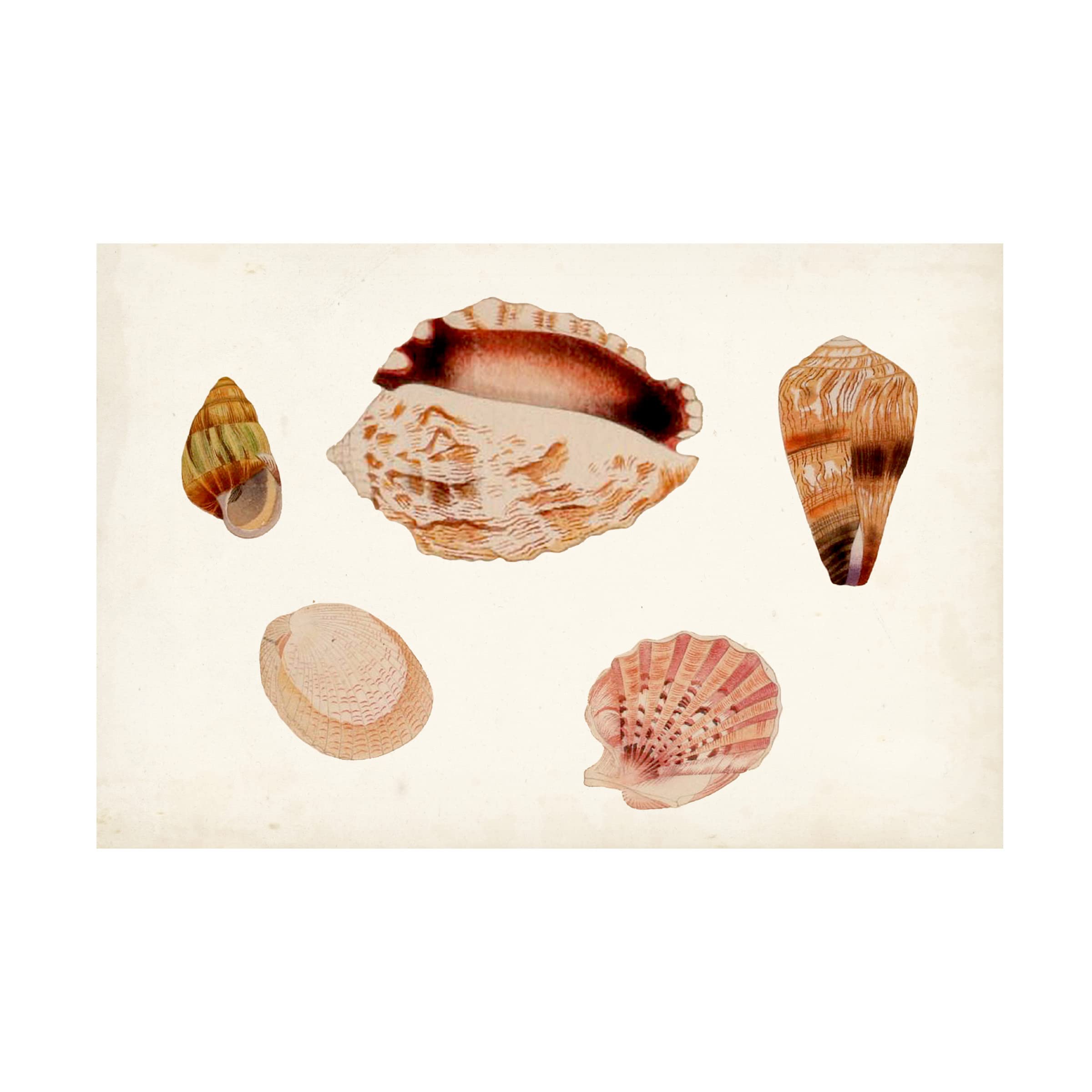 Trademark Fine Art 'Antique Shell Anthology VI' Canvas Wall Art Print by Vision Studio - Perfect for Beach House Decor, Coastal Living Room & Nautical Bathroom Wall Decor