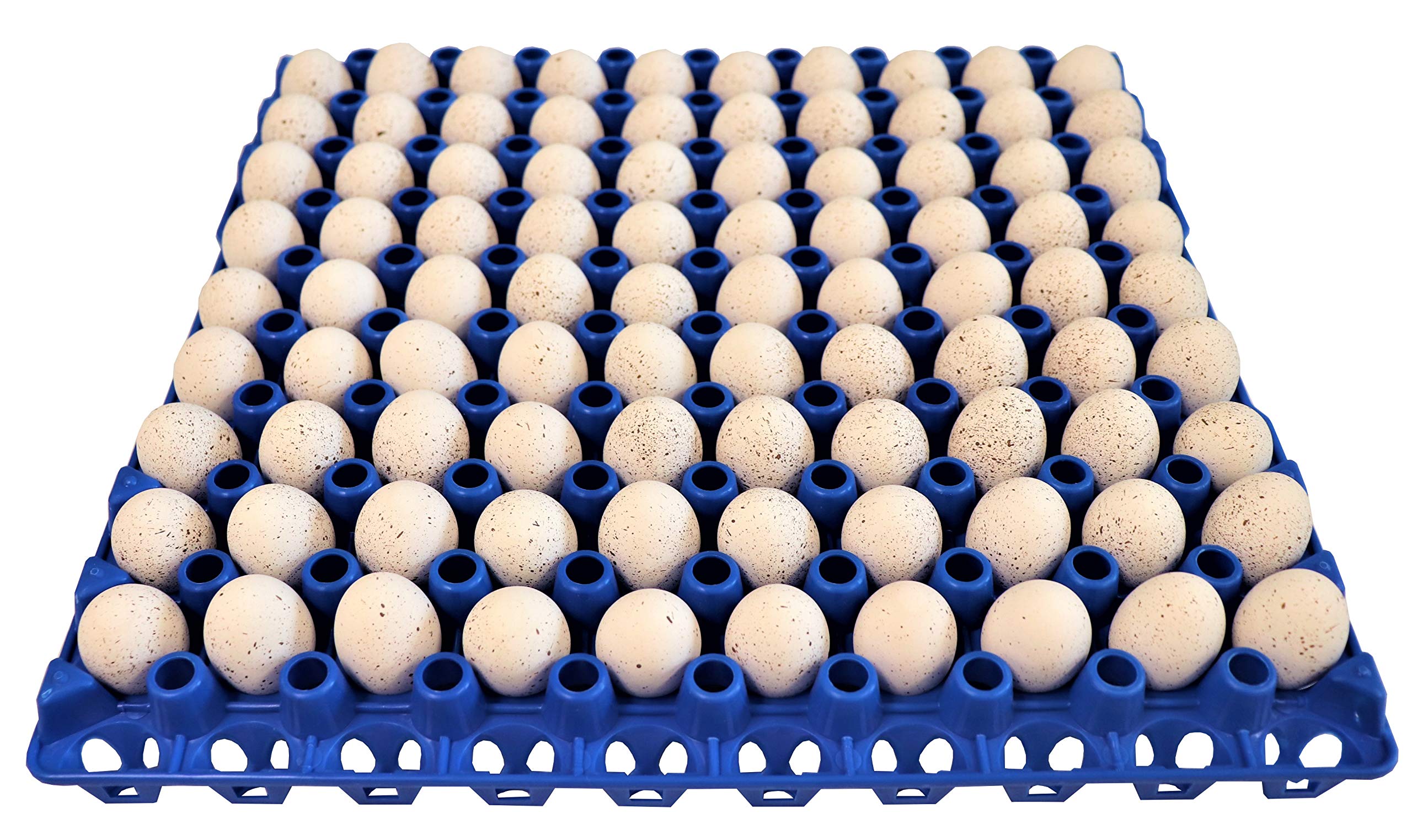 90 Egg Plastic Trays for Quail Pigeon Dove Birds - Durable Reusable Egg Cartons for Poultry Farm, Hatching & Bird Nesting - Perfect for Small Farms, Backyard Coops & Aviculture Enthusiasts