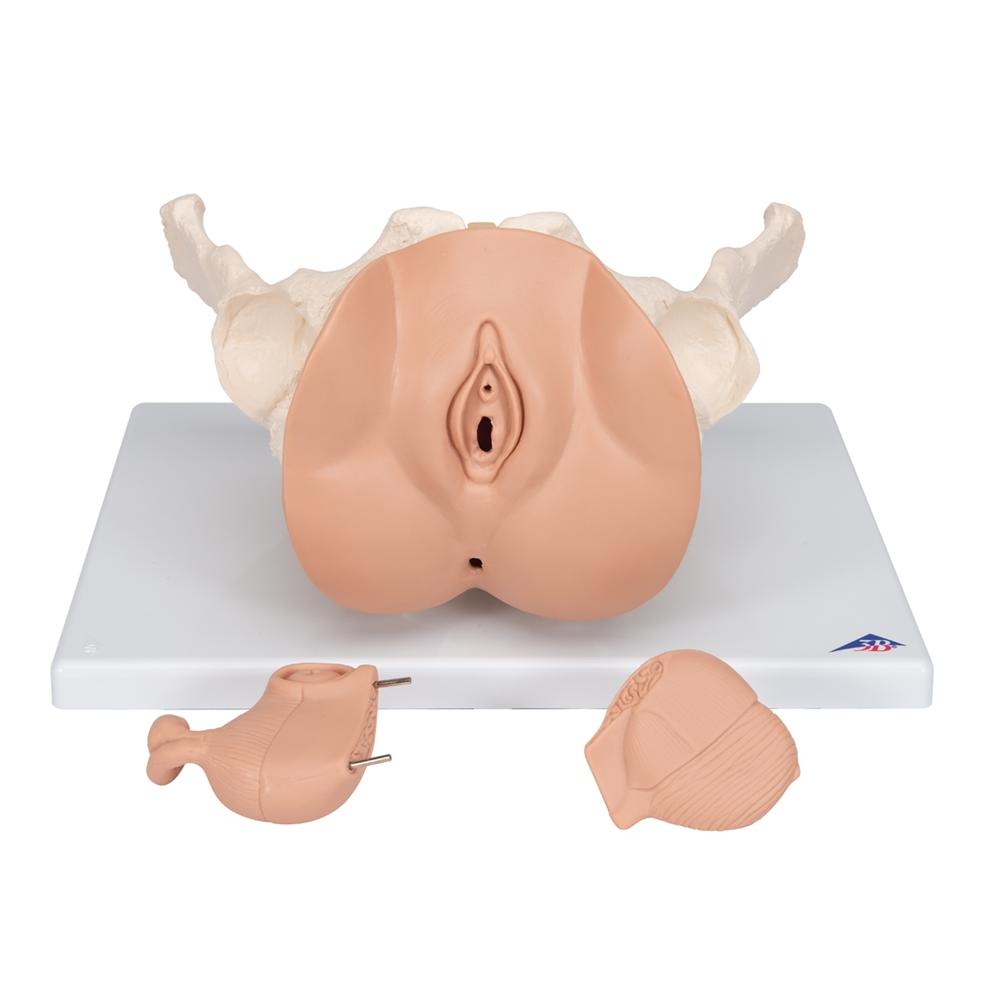 Female Pelvis Skeleton Model with Reproductive Organs - 3-Part Anatomical Model for Medical Education, Physical Therapy & OBGYN Training