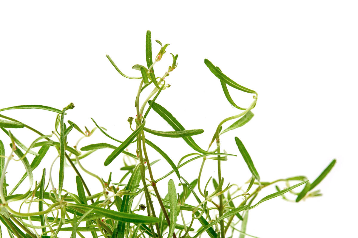 Rotala Red Cross Aquatic Plant for Freshwater Aquariums - Perfect for Aquascaping, Fish Tanks, and Planted Aquariums
