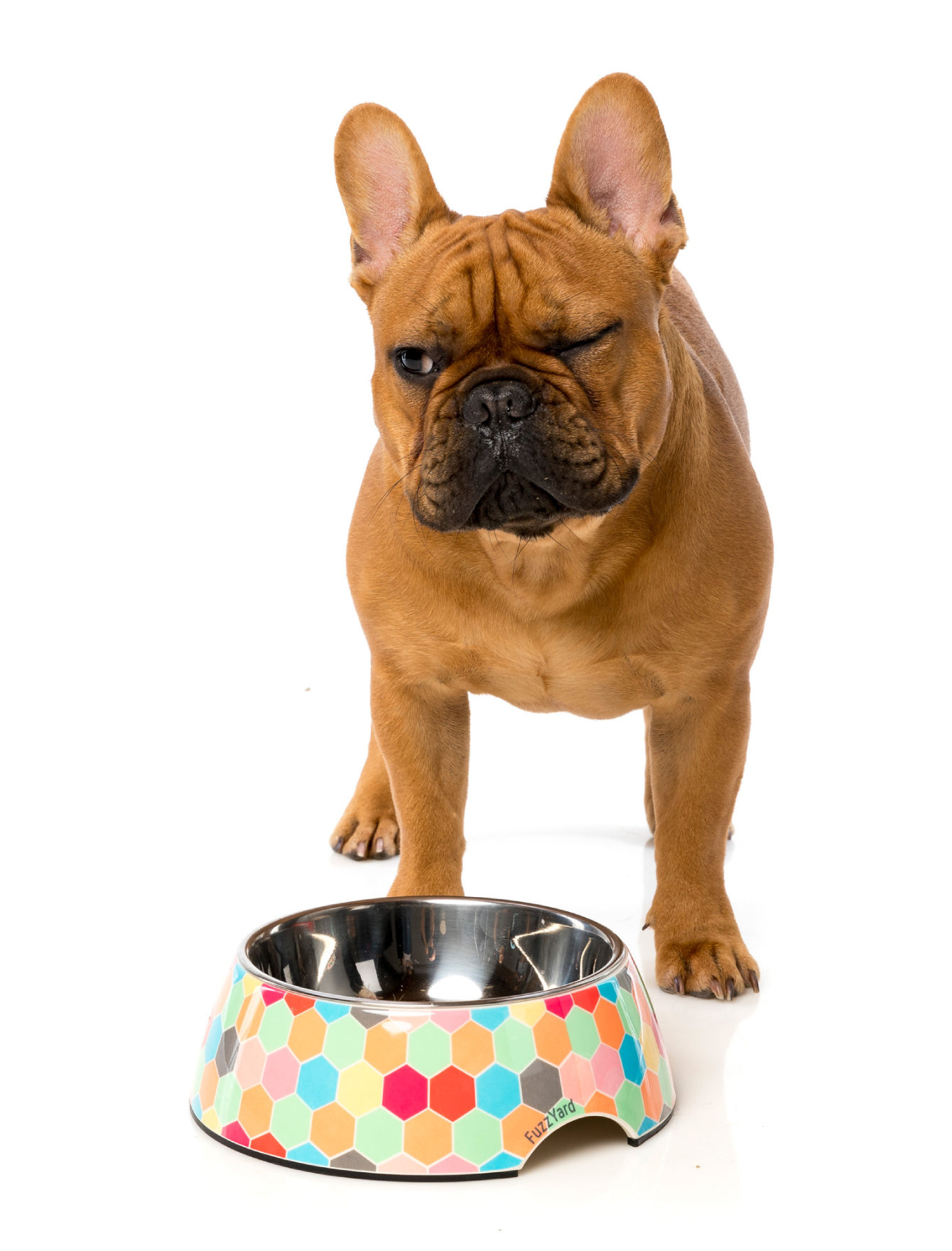 FuzzYard Easy Feeder Pet Bowl - The Hive Non-Slip Slow Feeder Dog Bowl (3 Sizes: Small, Medium, Large) for Mealtime Fun & Portion Control - Perfect for Puppies, Small & Large Dogs at Home or Travel