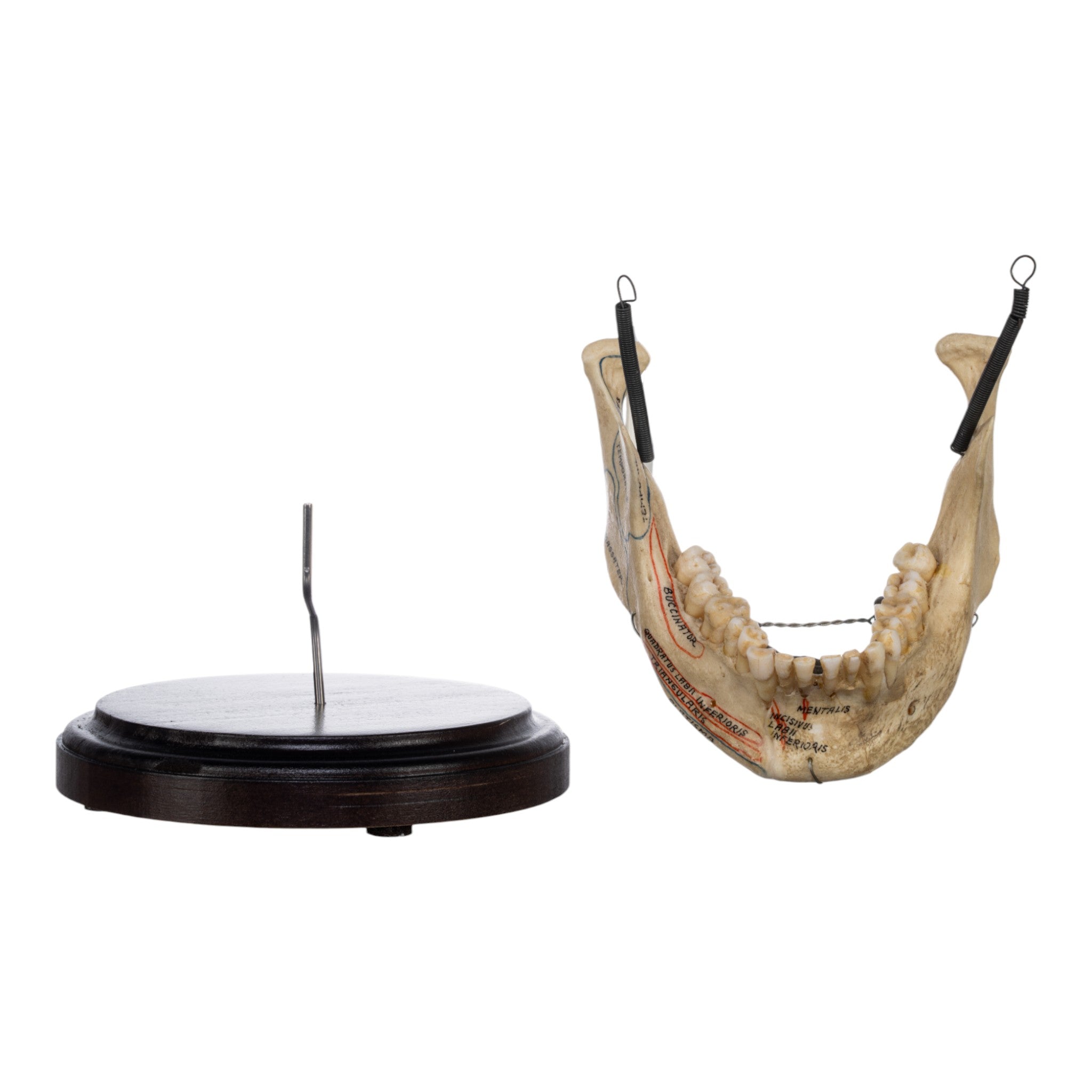 Real Human Mandible on Stand - Anatomical Skull Jawbone Model for Medical Study, Dental Education & Halloween Decor - Perfect for Doctors, Students & Collectors