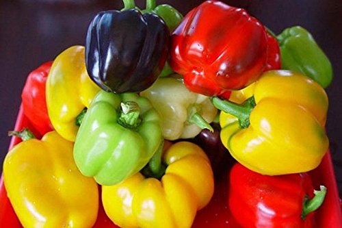 Mini Bell Pepper Seeds Mix - Sweet Colorful Peppers for Pots, Containers & Patio Gardens (10 Seeds) - Perfect for Salads, Snacking & Homegrown Organic Vegetables