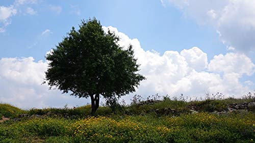 20x30 Inch Laminated Landscape Poster - Vibrant Field & Clouds Scene from Israel - Home & Office Wall Decor - Perfect for Living Room, Bedroom or Classroom Decoration