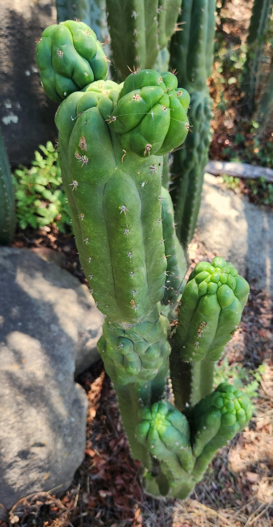 TPM Cactus Cuttings | Trichocereus Pachanoi Monstrose | Live Succulent Plants for Home & Garden Decor