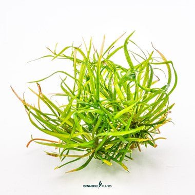 Dennerle Helanthium Tenellum 'Red' - Live Aquarium Plant for Freshwater Tanks - Perfect for Foreground Carpeting and Nano Aquascapes