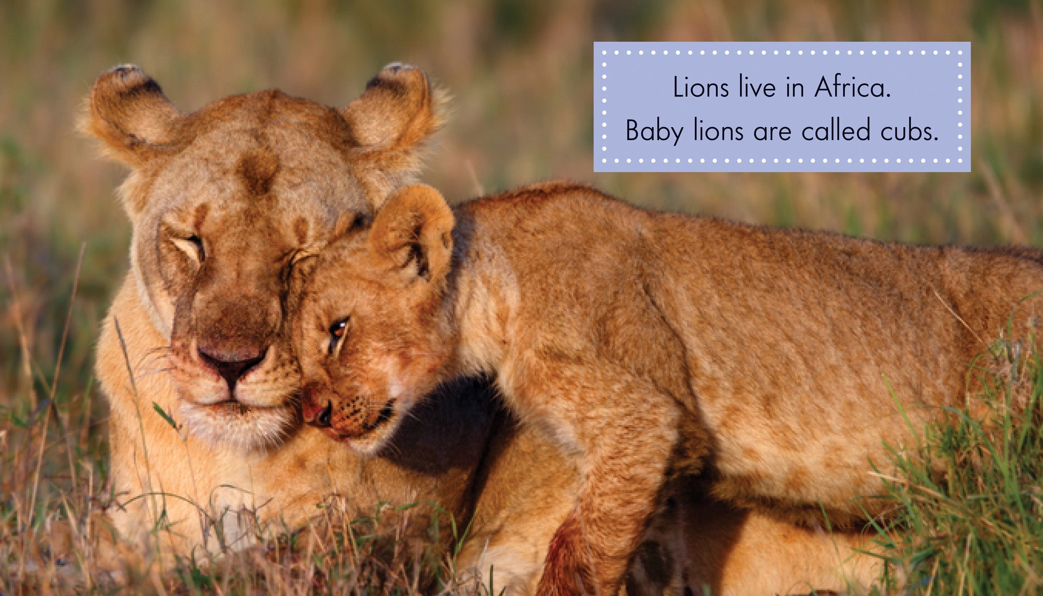 Cute Baby Lion Plush Toy - Soft Stuffed Animal for Kids, Nursery Decor & Gift - Perfect for Playtime, Bedtime & Room Decoration