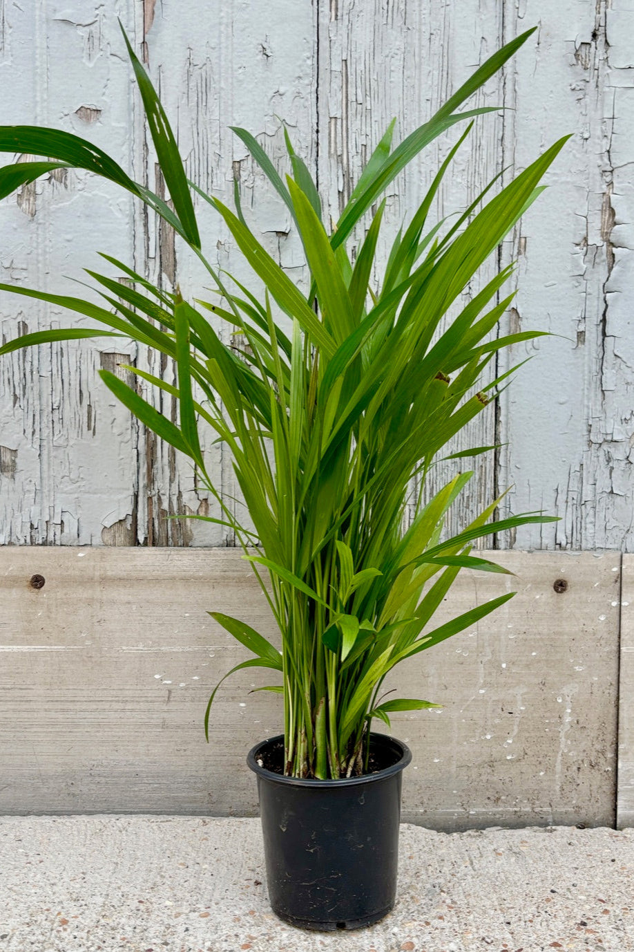 Chamaedorea Seifrizii Bamboo Palm - 5 Gallon Indoor Plant for Home & Office Decor | Perfect for Living Room, Bedroom, and Workspace