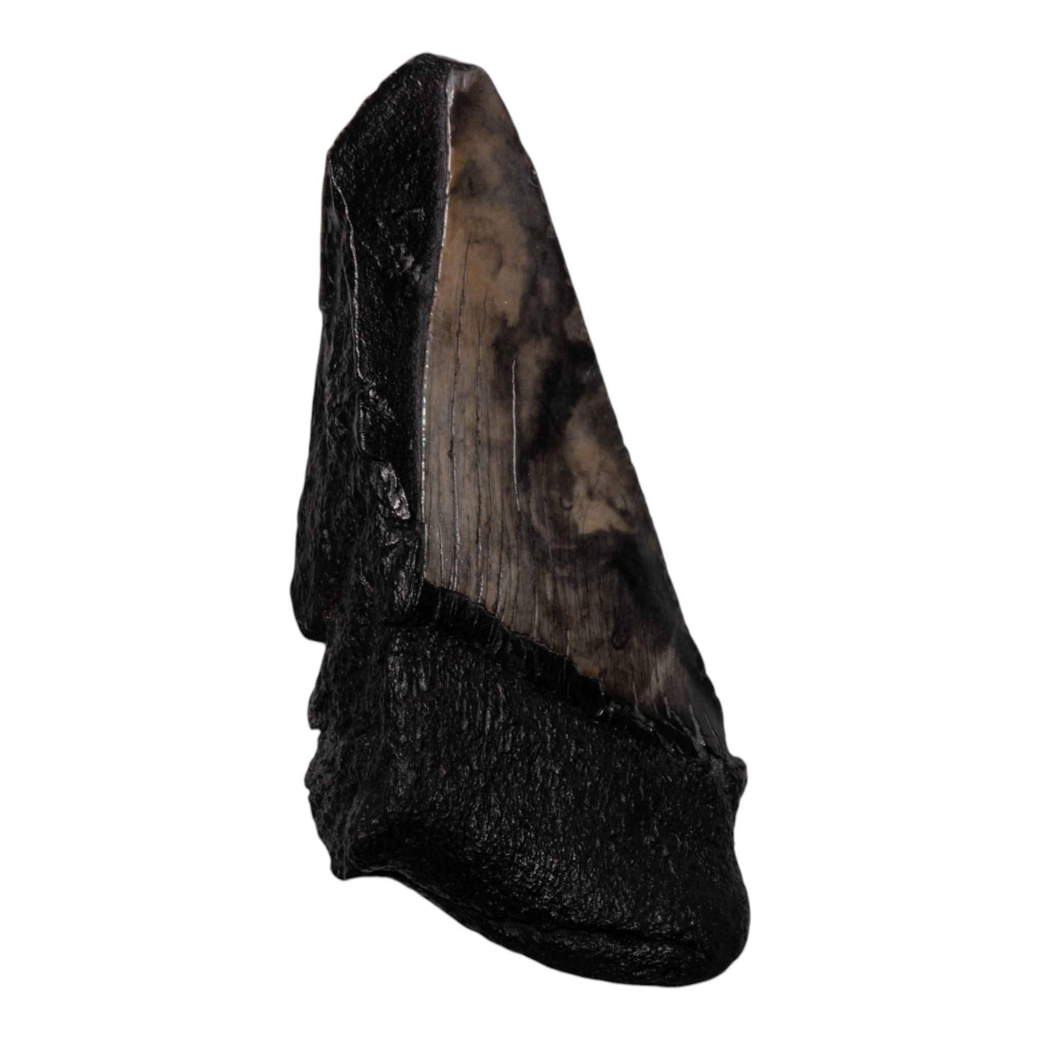Authentic Megalodon Shark Tooth Fossil - Genuine Half Tooth for Collectors, Jewelry Making & Home Decor | Perfect for Fossil Displays, Gifts & Educational Use