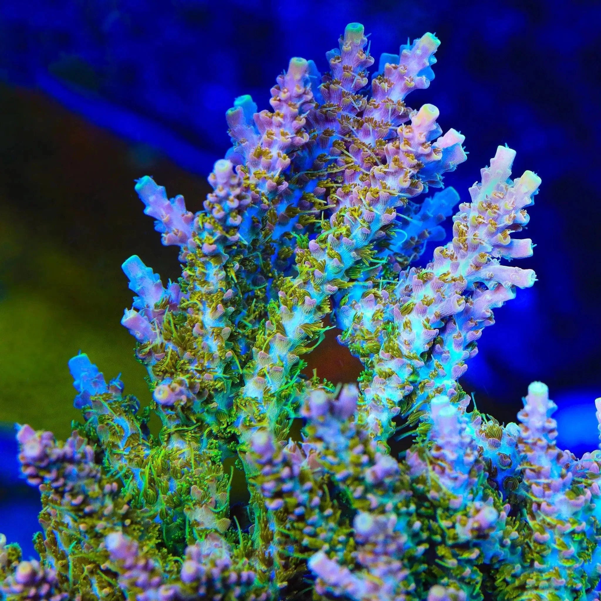 Premium CC Voodoo Majick Acropora Coral for Saltwater Aquariums - Vibrant Live Coral for Reef Tanks & Marine Aquascaping