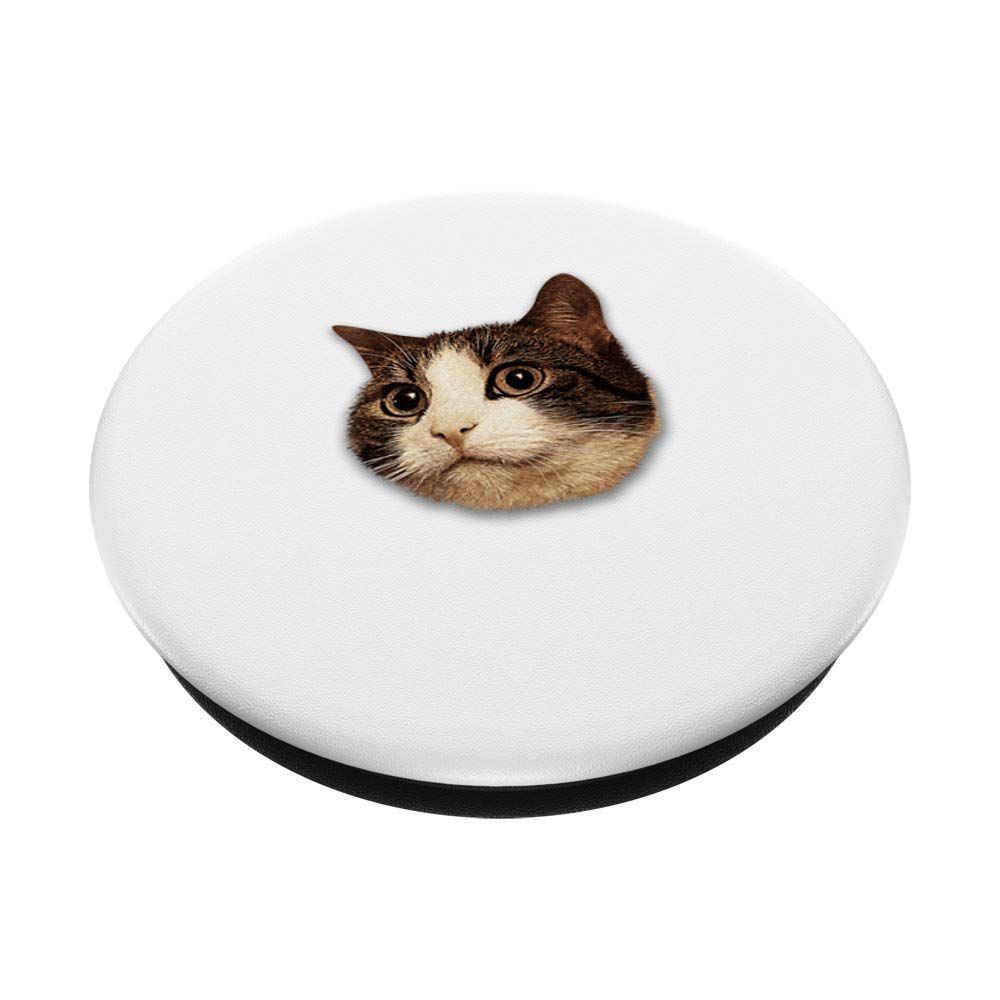 Feline House Cat Head Photo on White Background - Perfect for Pet Lovers, Wall Art, and Social Media Posts