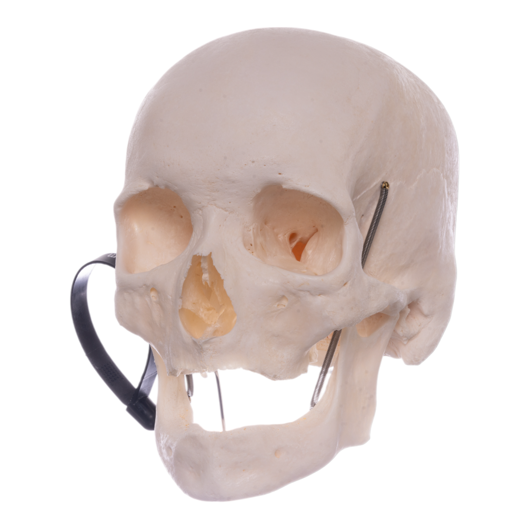 High-Quality Disarticulated Human Skeleton Model for Medical Education & Research - Perfect for Anatomy Studies, Classroom Demonstrations & Scientific Research