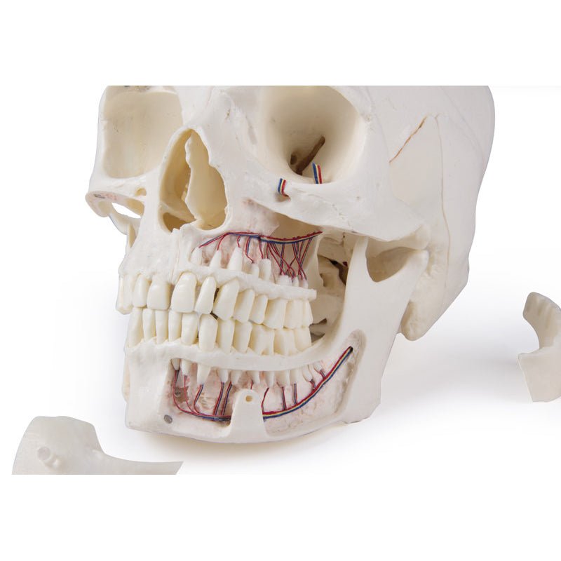 Premium 14-Part Deluxe Human Skull Model for Advanced Anatomy Studies - Ideal for Medical Students, Dentists & Science Classrooms