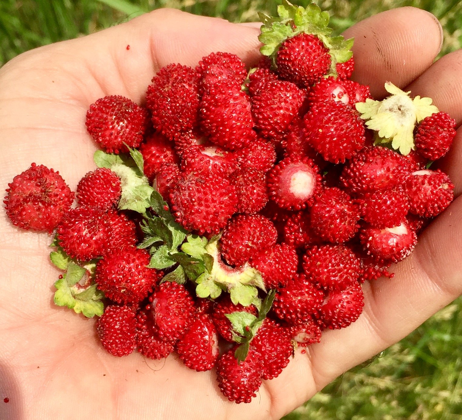 Woodland Wild Strawberry Seeds (Fragaria vesca) - 100 Count Packet for Home Gardening, Organic Planting - Perfect for Backyard Gardens, Containers & Edible Landscaping