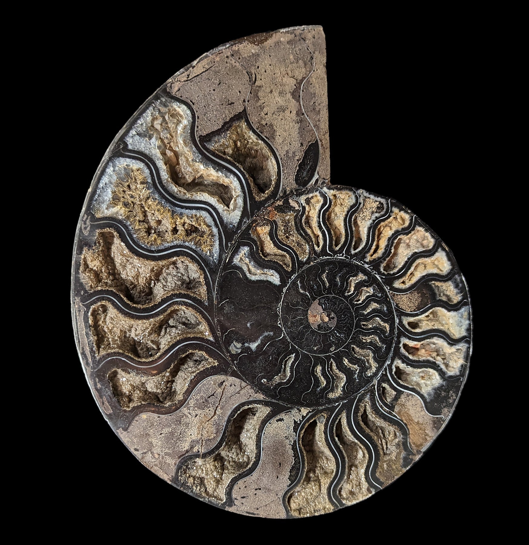 Agatized Black Ammonite Fossil - Rare Natural Gemstone Specimen for Collectors, Jewelry Making & Home Decor