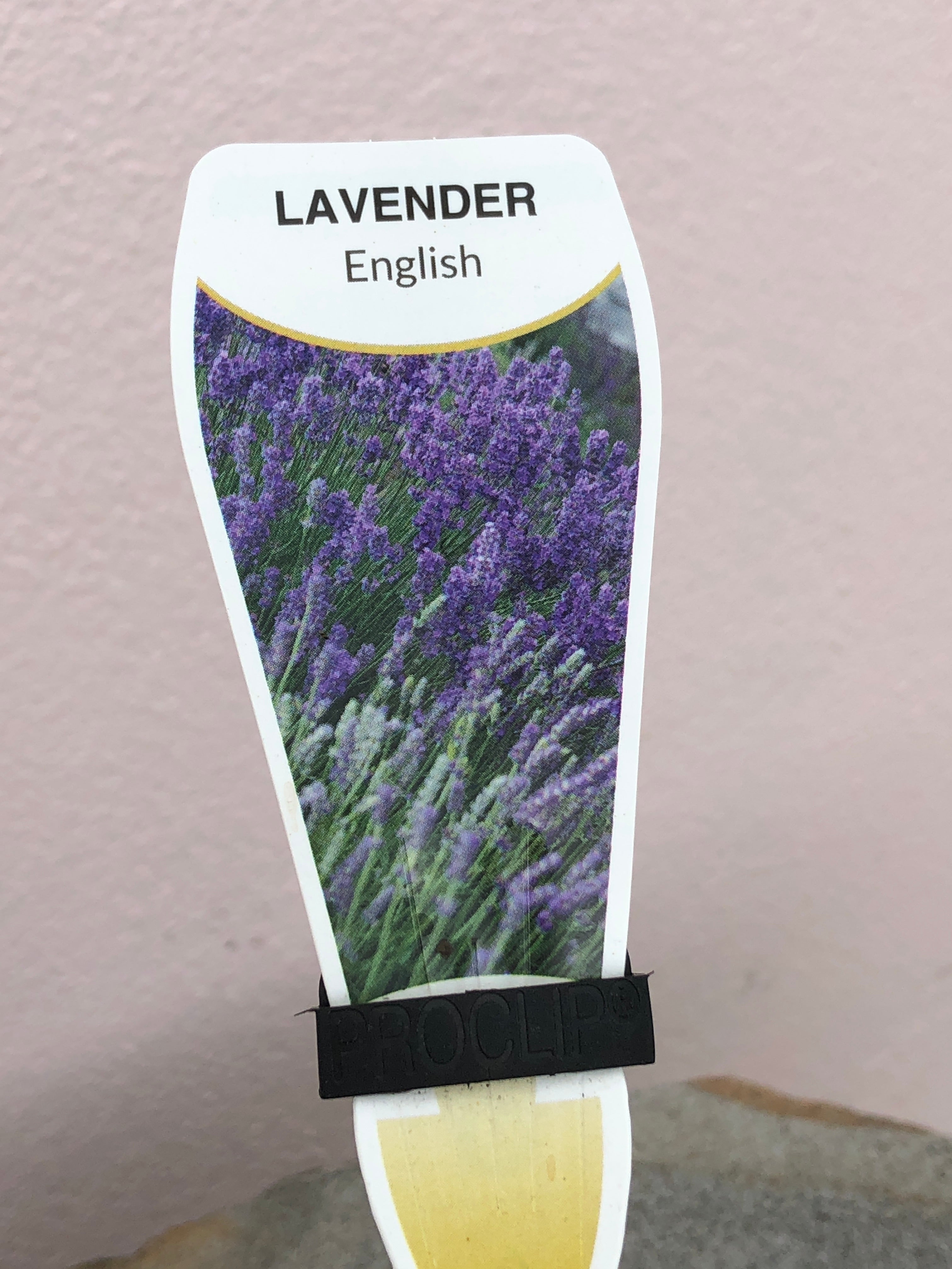 Premium English Lavender Essential Oil - 100% Pure & Natural for Aromatherapy, Relaxation & Skin Care | Perfect for Diffusers, Massage & DIY Beauty Products