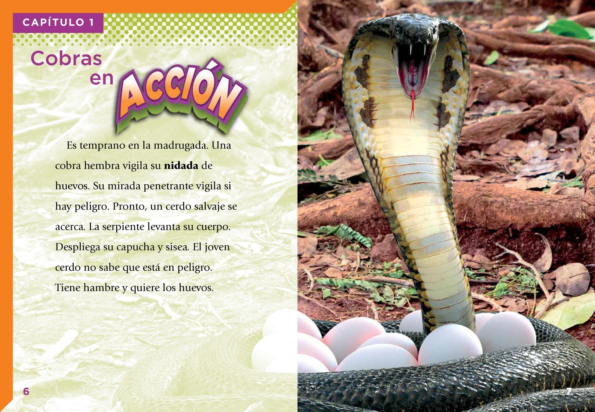 Cobras: Fascinating Reptiles Book (ISBN 9781623105181) - Perfect for Wildlife Enthusiasts & Science Education