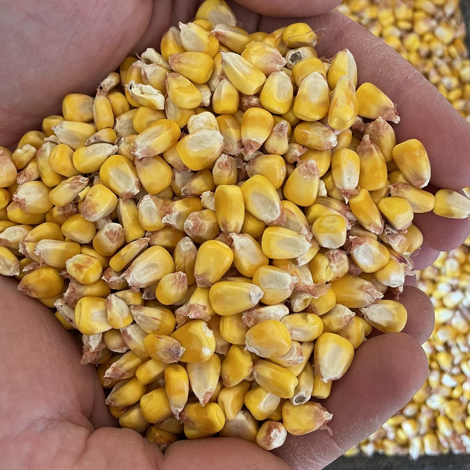 Organic Yellow Corn - USDA Certified, Non-GMO, Vegan - Farmer Direct from Michigan - 50 lb Bulk Bag - Perfect for Cornmeal, Tortillas & Healthy Recipes - Findlay's Organics