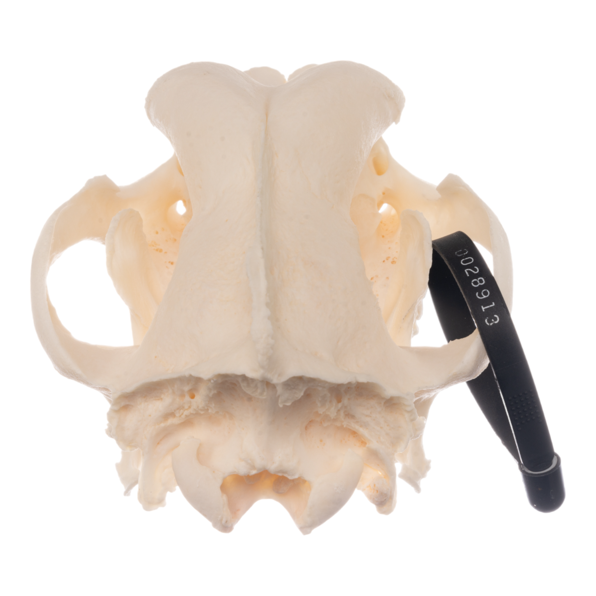 Authentic German Shepherd Dog Skull - Real Domestic Canine Skull for Veterinary Study, Taxidermy, and Educational Displays