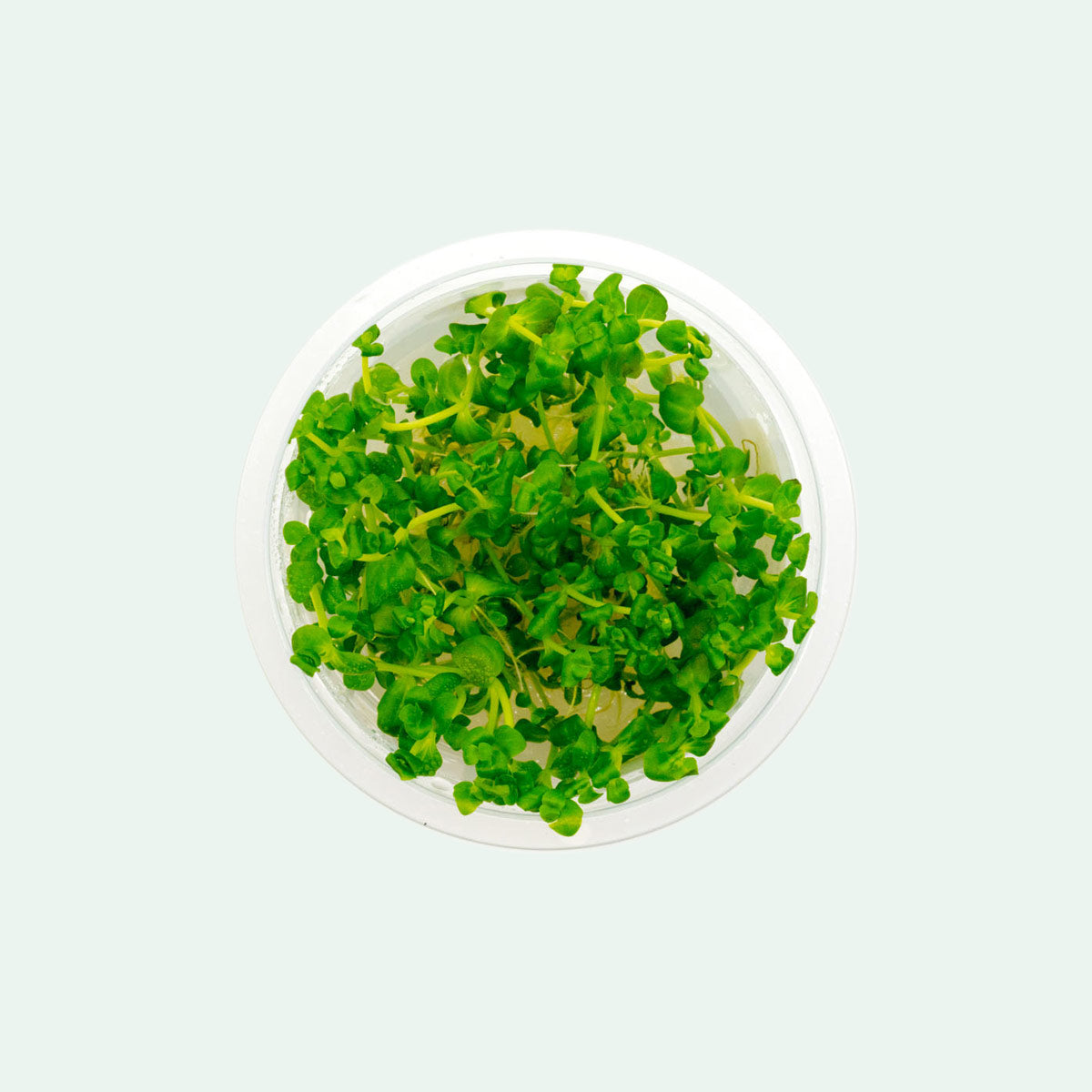 Lindernia Rotundifolia Aquatic Plant for Aquariums - Perfect for Freshwater Fish Tanks, Aquascaping & Water Gardens