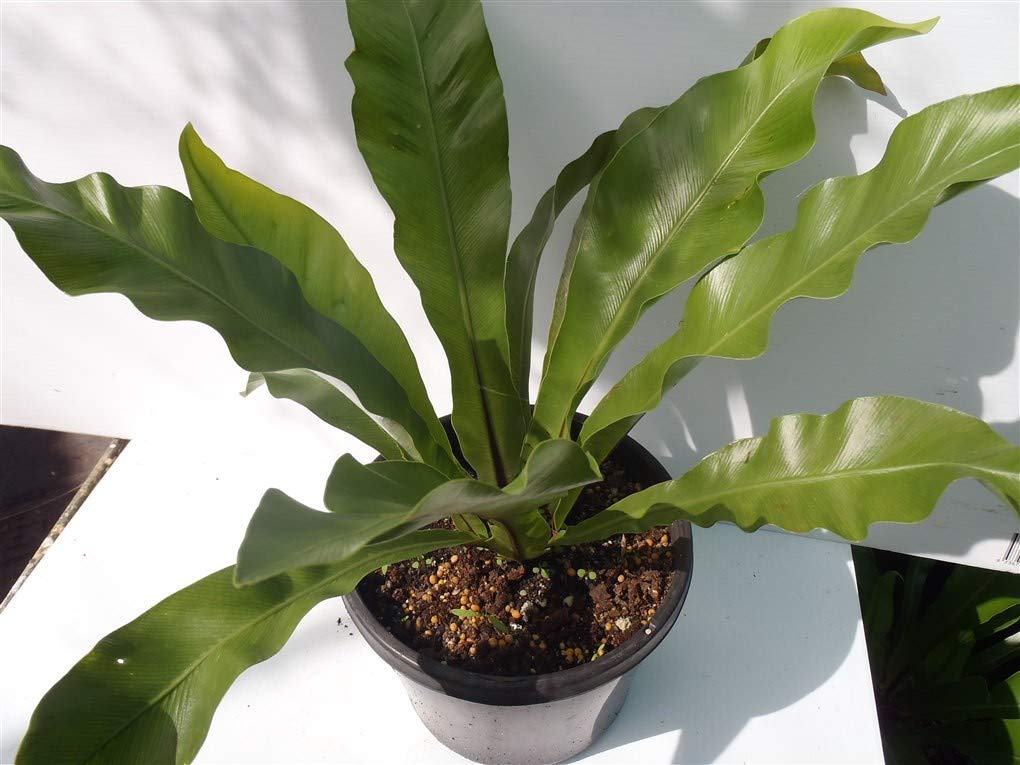 Japanese Bird's Nest Fern (Asplenium Nidus) - 3 Live Plants in 6 Inch Pots - Easy Care Indoor Houseplant - Perfect for Home, Office & Bathroom Decor