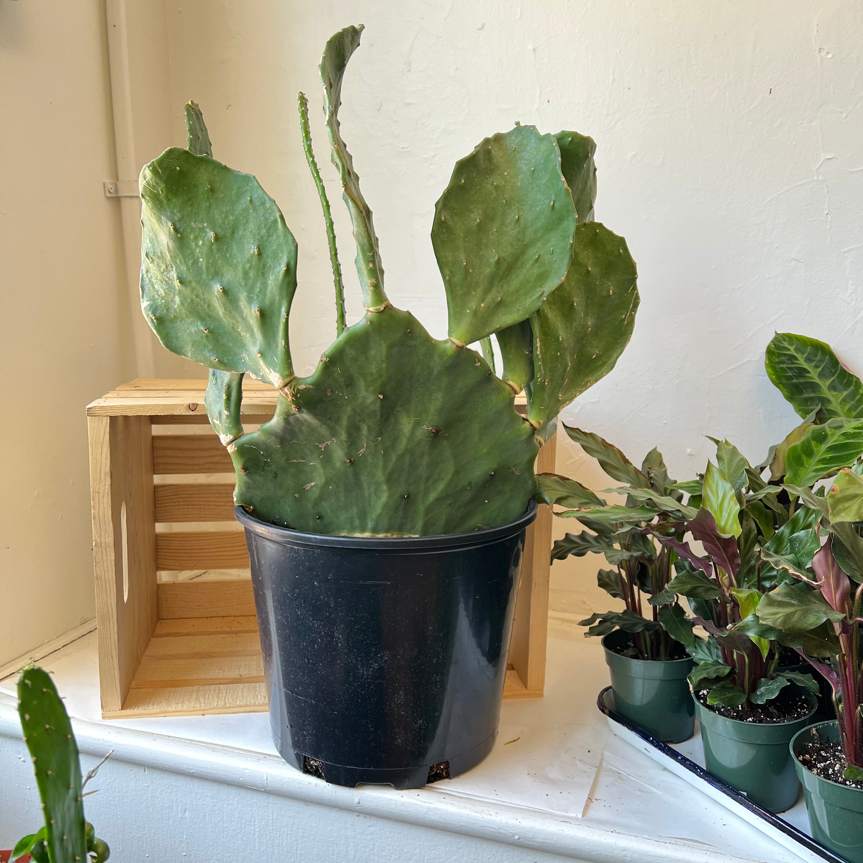 Opuntia Paddle Cactus Plant - 12 Inch Pot with Drainage Holes - Perfect for Home Decor, Office Desk, or Garden Succulent Arrangement