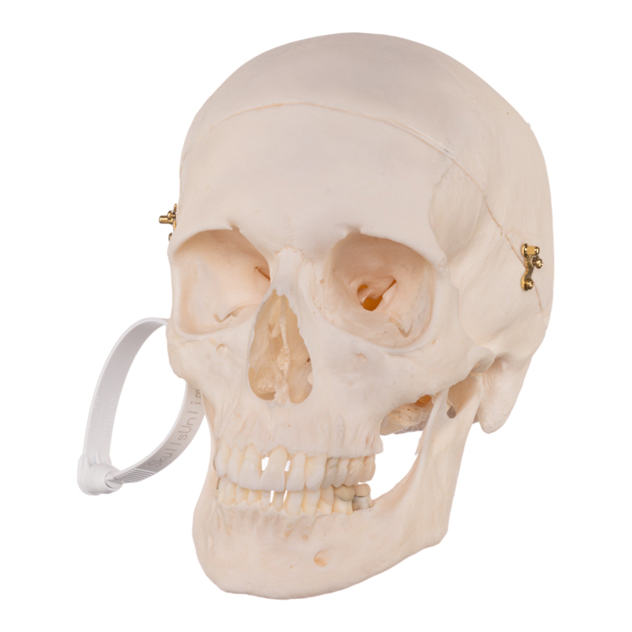 Authentic Human Skull Model for Medical Research & Anatomy Study - Perfect for Medical Training, Classroom Education & Halloween Decor