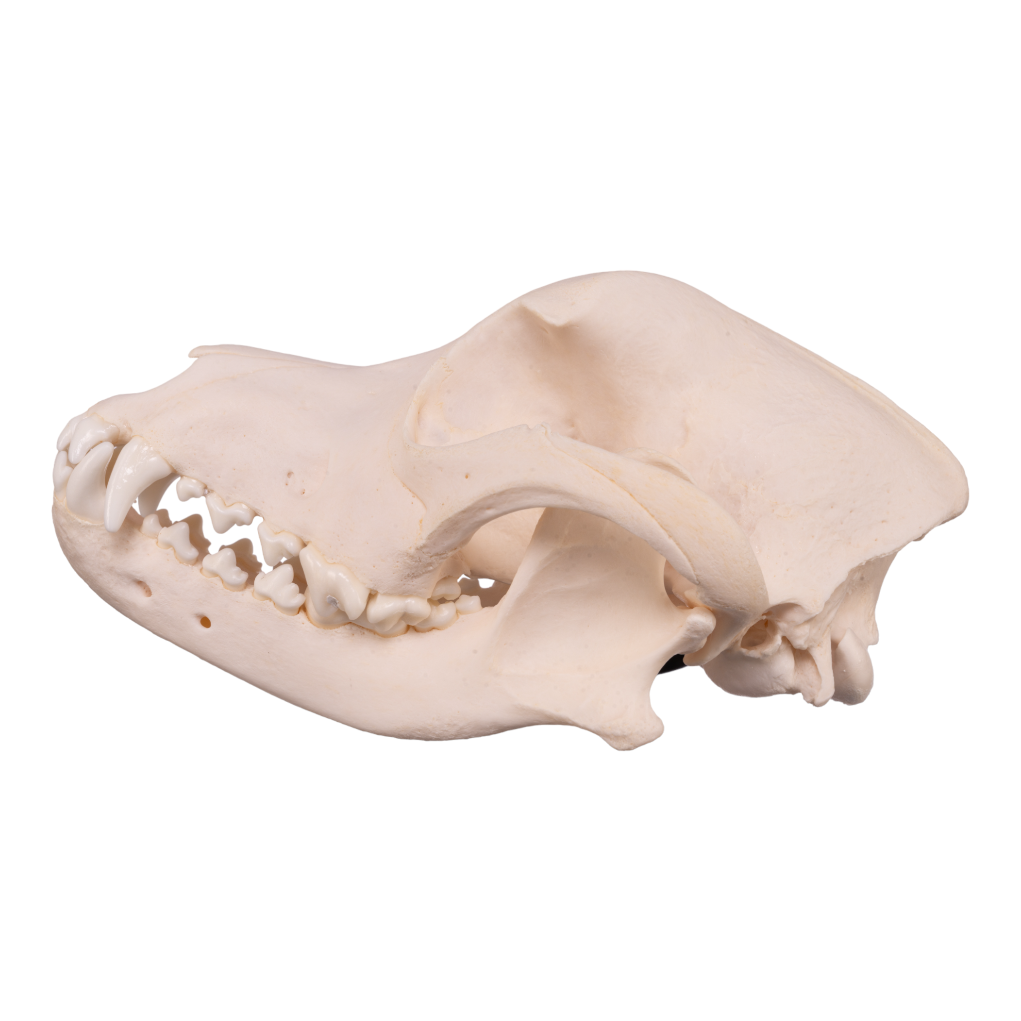 Authentic Rottweiler Dog Skull Specimen - Real Domestic Canine Skull for Veterinary Study, Taxidermy & Educational Display | Perfect for Biology Classrooms, Oddity Collections & Halloween Decor