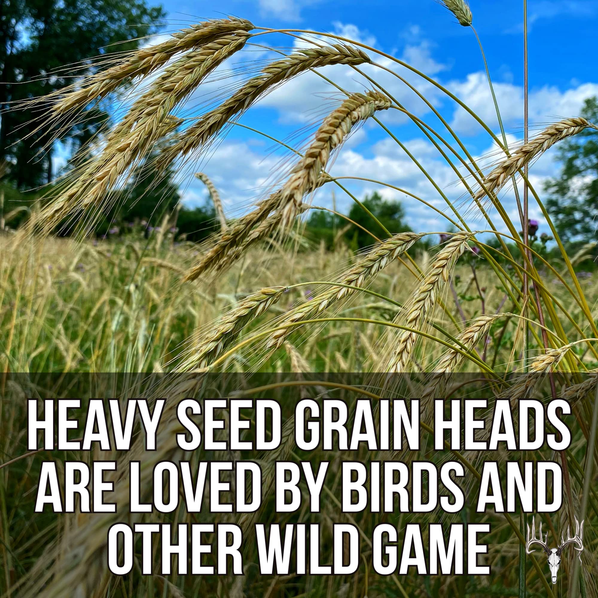 25LB Bulk Deer Food Plot Seed - Premium Mix of Cereal Grain Rye, Wheat, Triticale, Barley & Oats - Attracts Pheasant, Turkey, Dove & Wildlife - Ideal for Whitetail Hunting Food Plots, Pastures & Wildlife Habitats