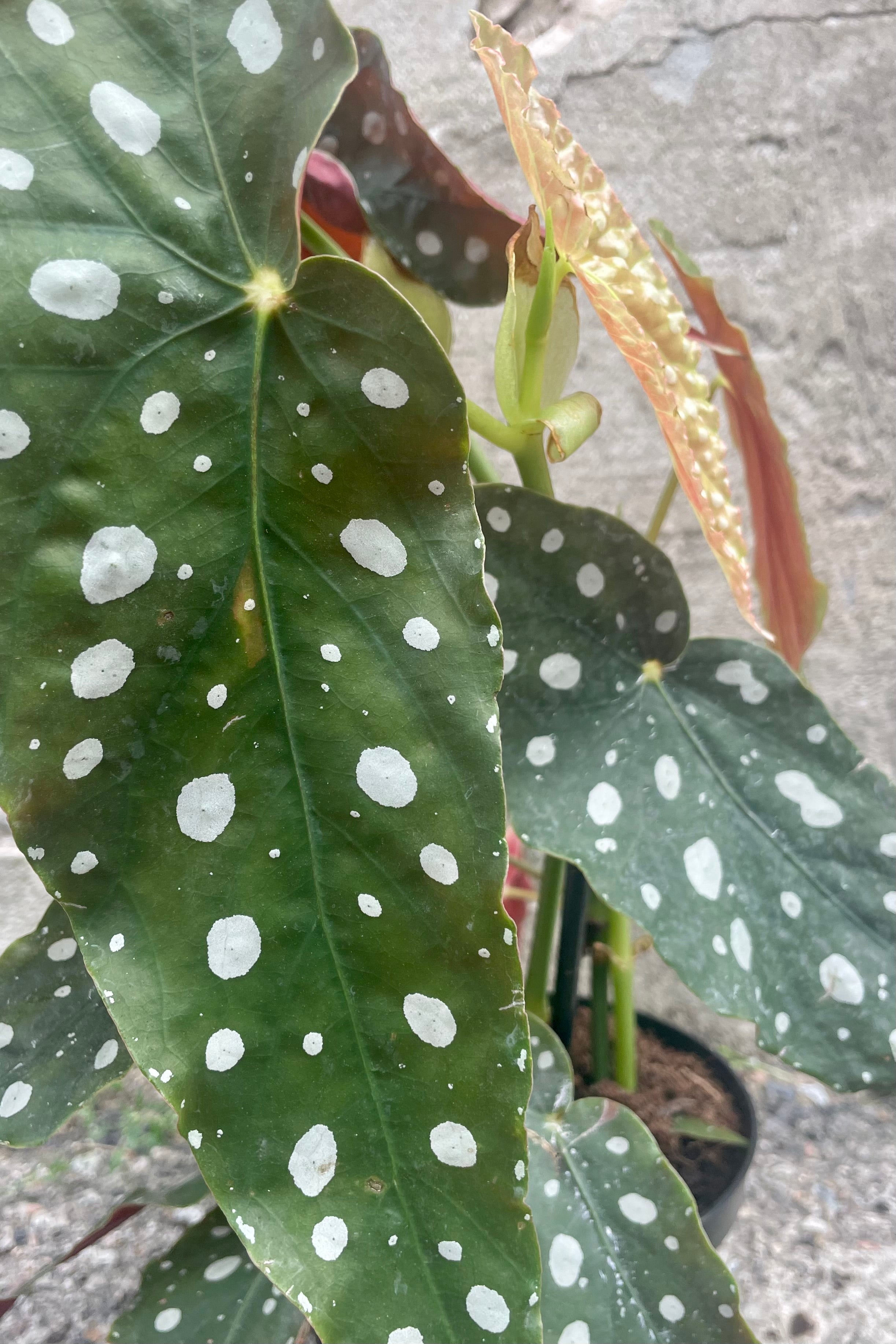 Begonia maculata 'Wightii' - 6 Inch Polka Dot Begonia Houseplant | Easy Care Indoor Plant for Home & Office Decor | Perfect for Living Rooms, Bedrooms, and Workspaces
