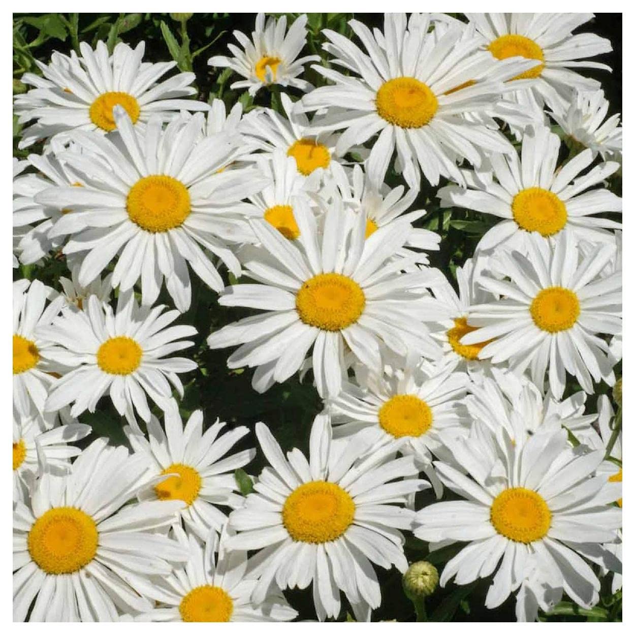 2000 Dwarf Shasta Daisy Wildflower Seeds - Everwilde Farms Gold Vault Jumbo Seed Packet for Home Garden, Landscaping & Pollinator-Friendly Planting