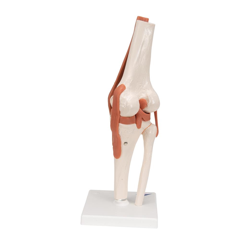 Functional Knee Joint Model - Anatomical Medical Teaching Aid for Students & Professionals | Ideal for Classroom, Lab & Home Study