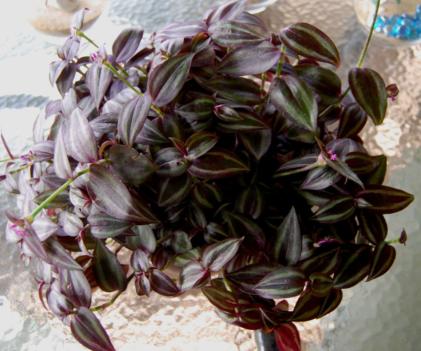 Burgundy 'Dark Desire' Wandering Jew Plant - Tradescantia Zebrina - Unique Purple Houseplant for Home Decor, Office & Indoor Gardening