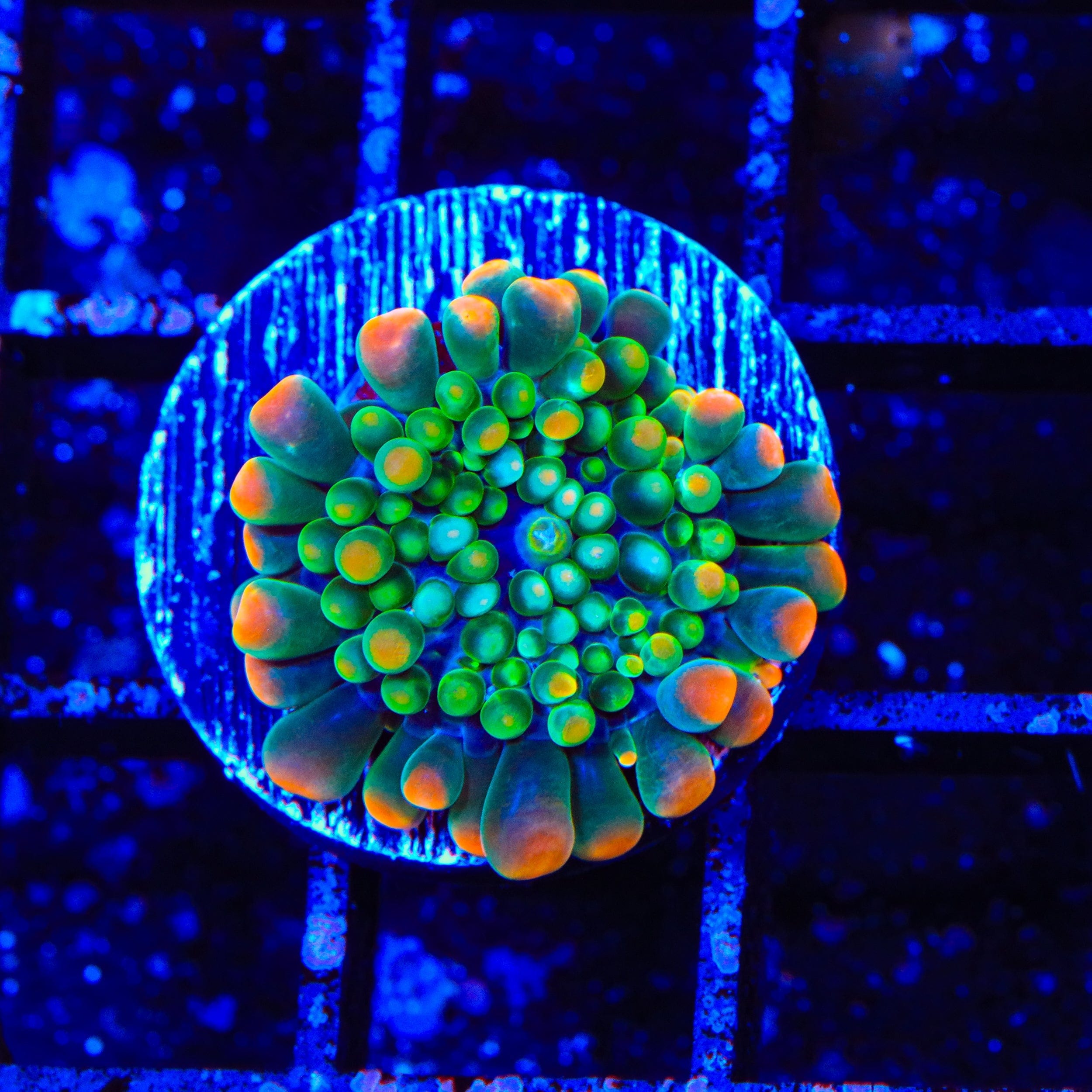 Clown Around Yuma Coral - Vibrant Saltwater Coral for Reef Aquariums | Perfect for Marine Tanks & Aquatic Displays