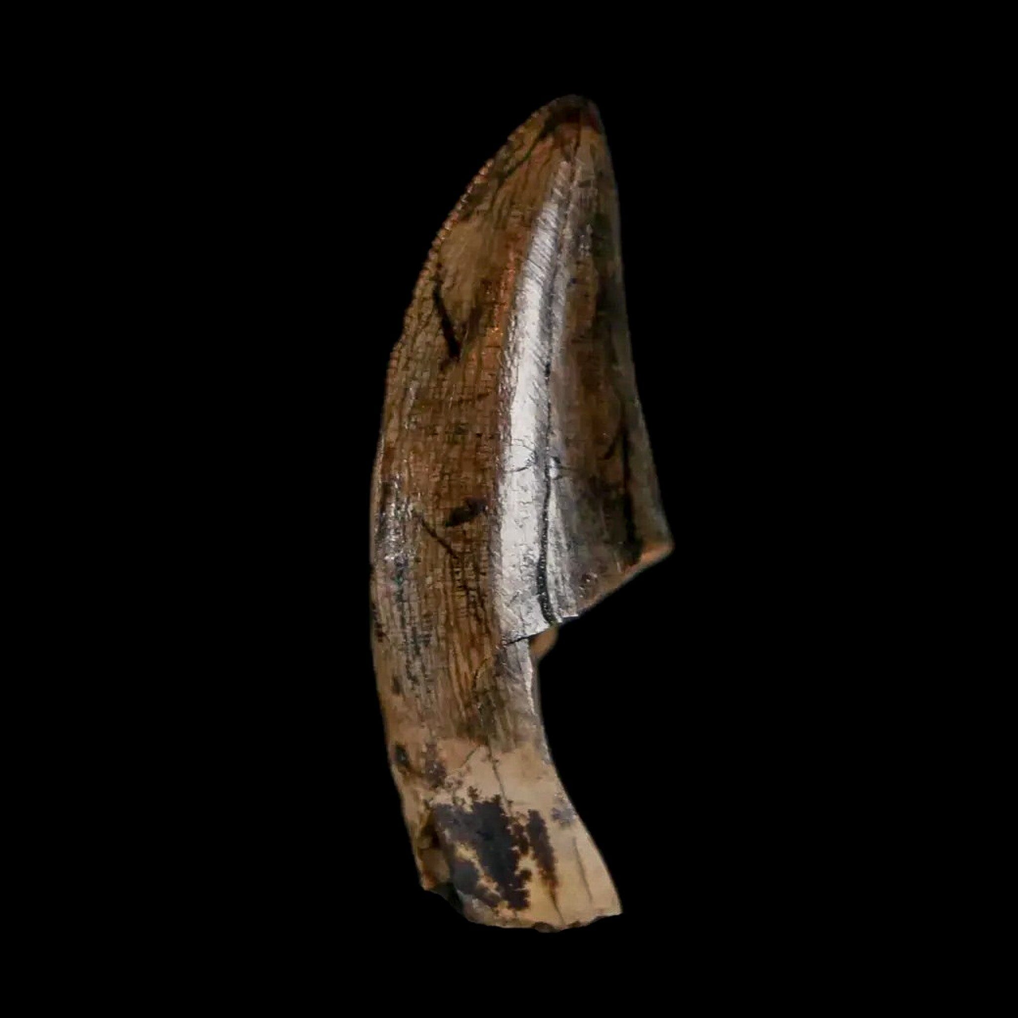 Authentic Tyrannosaur Serrated Fossil Tooth - Cretaceous Dinosaur Fossil from Judith River Formation with COA - Perfect for Paleontology Collections, Educational Displays & Dinosaur Enthusiasts
