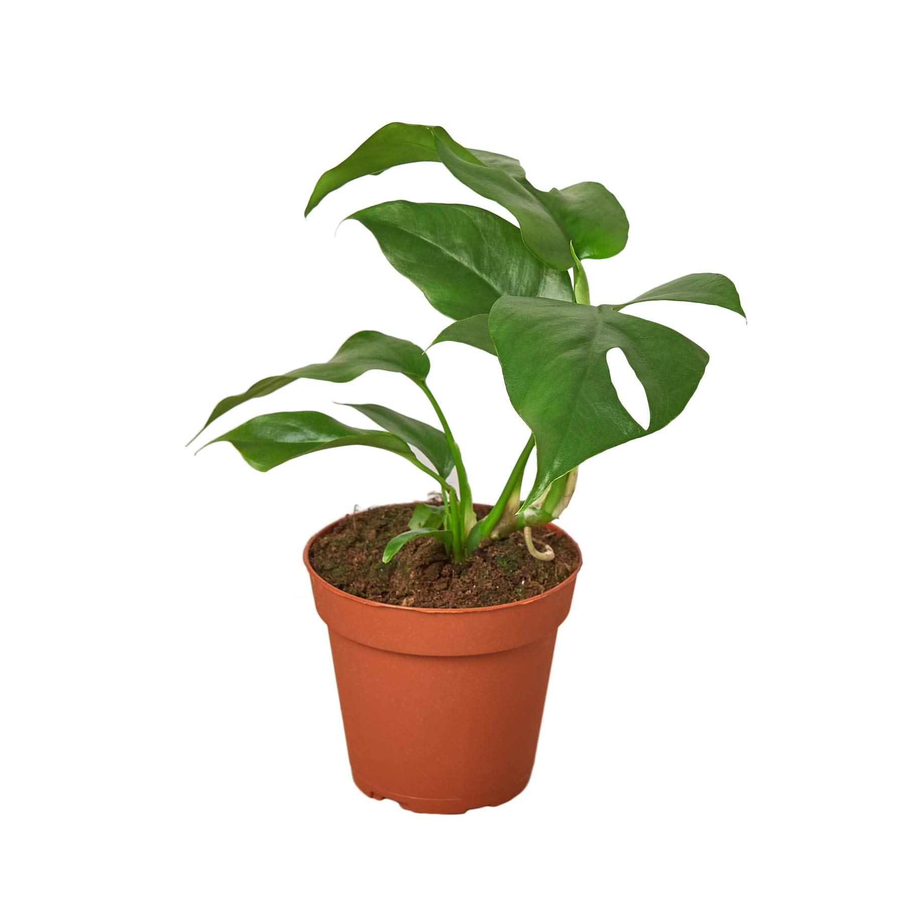 Monstera 'Minima' Live Indoor Plant - 4