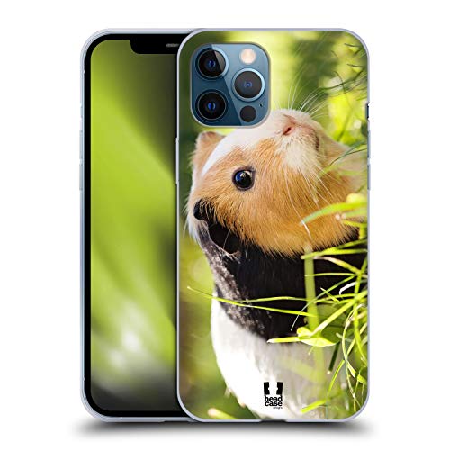 Guinea Pig Pet
