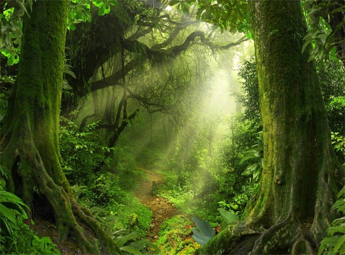 Leowefowa 10x8ft Jungle Forest Photography Backdrop - Old Trees with Green Vines & Dirt Road Fairytale Scene - Vinyl Photo Background for Kids Portraits, Baby Photos, Studio Props - Perfect for Birthday Parties, Baby Showers & Themed Events