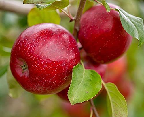 Red Delicious Apple Tree Live Plant - 2 Year Old Dwarf Apple Tree for Home Garden | Fresh Fruit Harvest & Landscaping