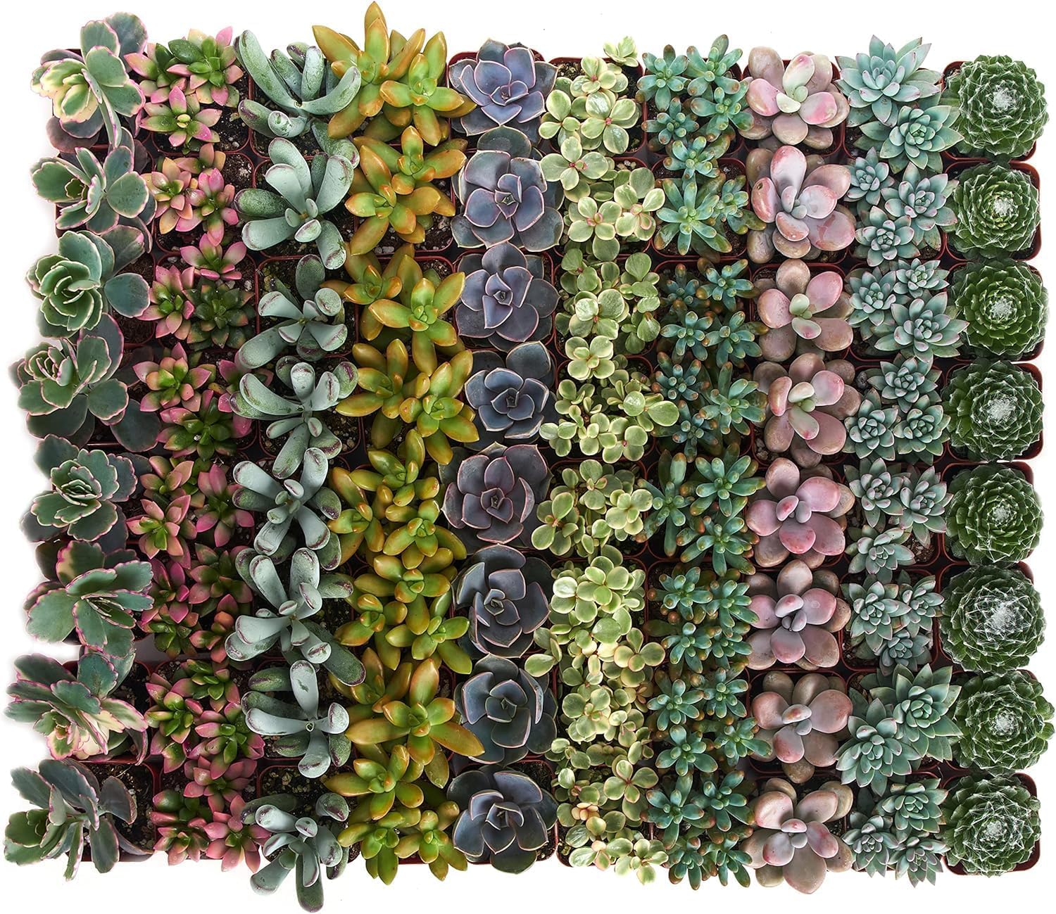 140 Pack Live Indoor Pastel Succulent Plants - Fully Rooted Soft Hue Collection for Home & Office Decor | Shop Succulents for Gifts, Wedding Centerpieces & Terrarium Arrangements