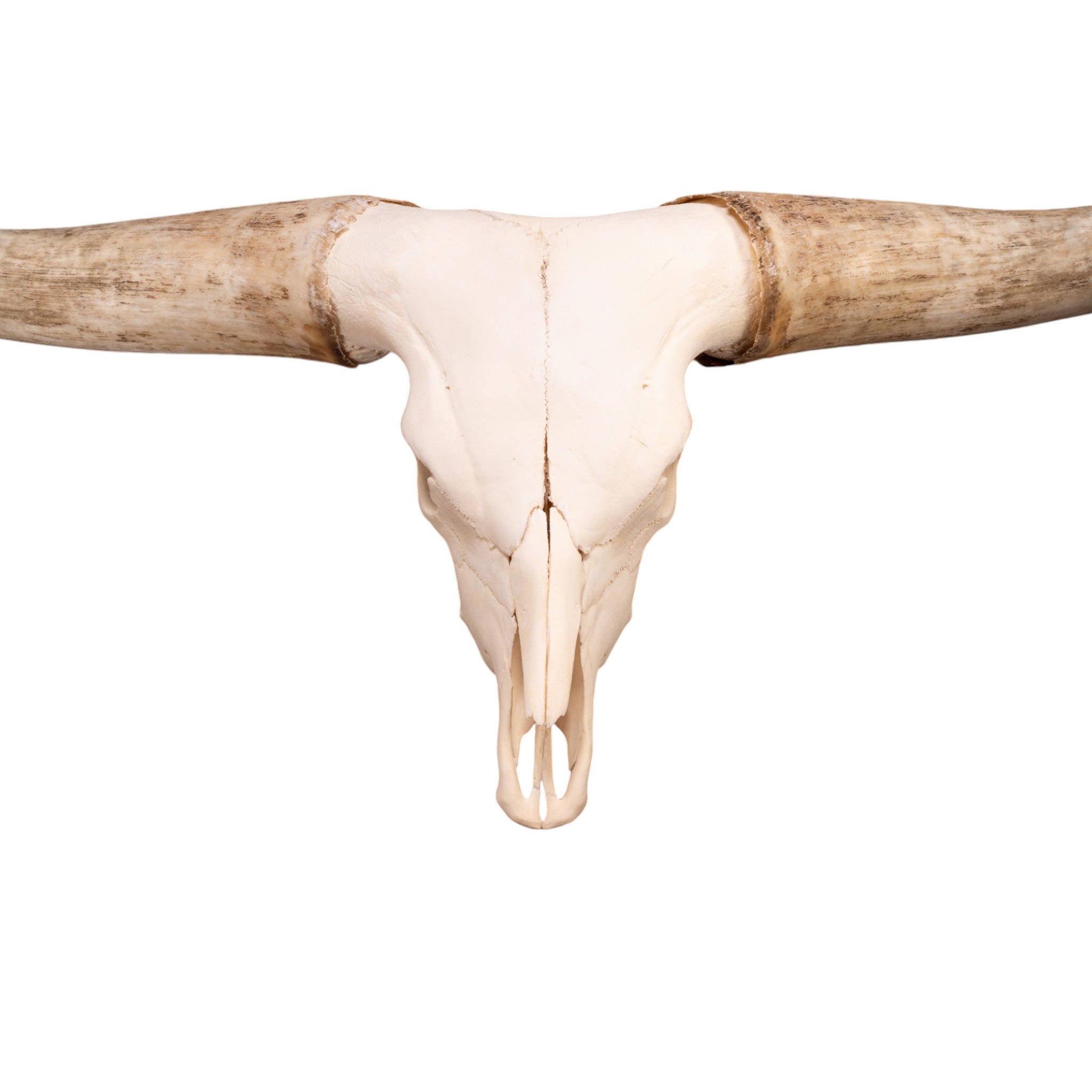 Authentic Watusi Longhorn Skull Wall Decor - Rustic Cow Skull for Western Home Decor, Farmhouse Style, and Southwestern Themed Rooms